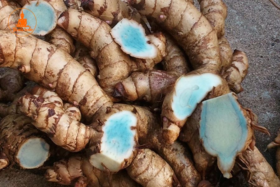 Công dụng của bồng nga truật