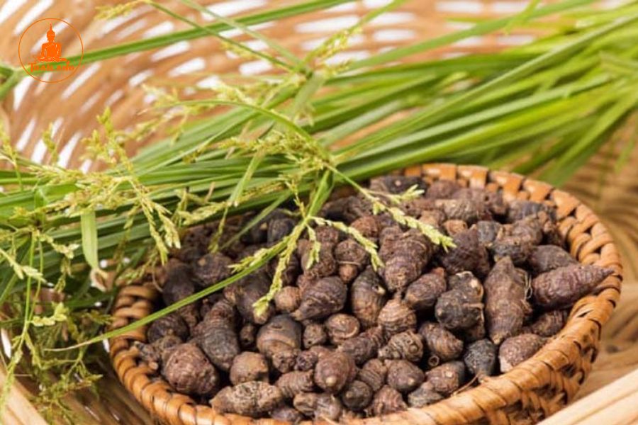 Bài thuốc chữa bệnh từ củ gấu