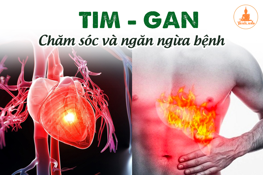 Chức năng của Tim và Gan trong cơ thể và những bệnh lý liên quan
